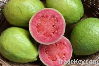 Sell     Fresh Guava