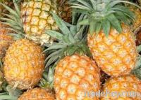 Sell Fresh Pineapples