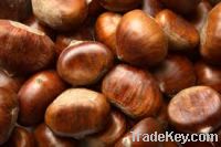 Sell  Chestnuts