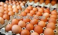 FRESH TABLE EGGS