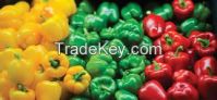 PEPPERS, GREEN, RED AND YELLOW