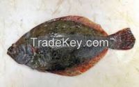 BLACK SEA BASS  FISH