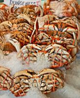 DUNGENESS CRAB