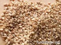 Sell Sesame Seeds