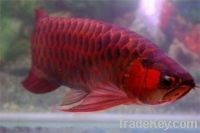 Sell Golden xback, Chili red arowana fishes and many other now ready