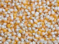 Sell feed corn of Ukrainian origin with high grain admixture