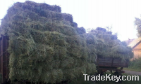 Sell Alfalfa Hay