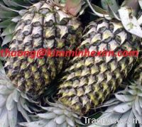 Supply Pineapple