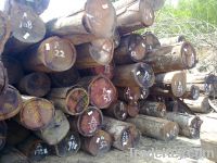 Sell Round logs Tropical hardwood