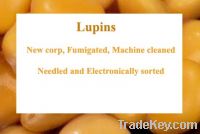 Sell lupins