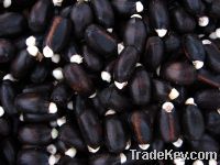 Sell Jatropha Seeds