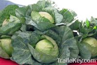 Sell fresh cabbages