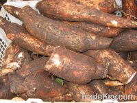 fresh cassava