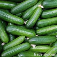 fresh cucumber