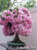 pink led bonsai plant light