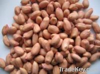Peanut kernel