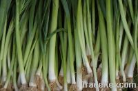 fresh scallion