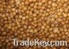 Coriander
