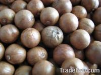 macademia nuts for sale
