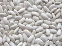 white Kidney Beans for sale