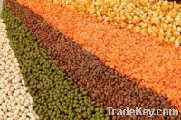 Red and Green lentils for sale