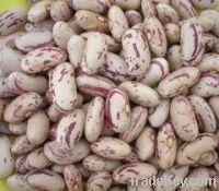 sugar beans for sale