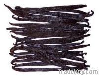 vanilla beans for sale