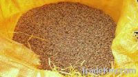 Rice bran for sale