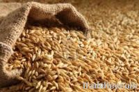 Barley for sale