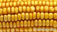 corn white and yellow for sale