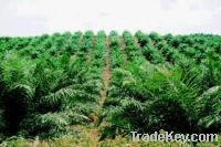 Palm Oil for sale