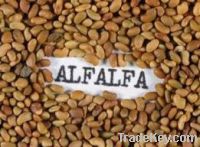 Alfalfa Seeds For sale