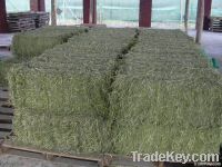 Alfalfa Hay For Sale