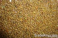 Sesbania Seeds For Sale