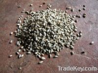 White Safflower Seeds For Sale