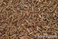 caraway seed