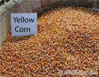 corn for feed grade