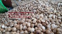 SELL BETEL NUTS (+84968999205)