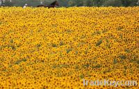 Export Refined Sunflower Oil | Pure Sunflower Oil Suppliers | Refined Sunflower Oil Exporters | Refined Sunflower Oil Traders | Refined Sunflower Oil Buyers | Pure Sunflower Oil Wholesalers | Low Price Sunflower Oil | Best Buy Sunflower Oil | Buy Sunflowe