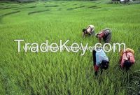 Vietnam Recruitment Agency providing agricultural labors from Viet Nam