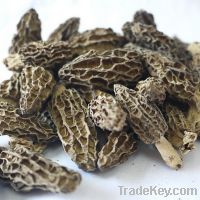 Sell dried morel mushrooms