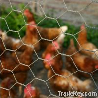 Sell hexagonal wire netting/chicken wire mesh