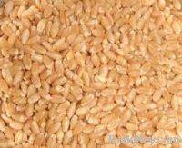 Wheat Grains