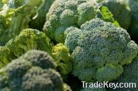 fresh broccoli