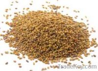 Sell Alfafa Seeds