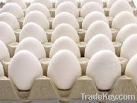 Sell Poultry White eggs  from South Africa