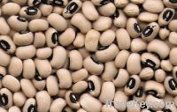 Sell black eyed beans