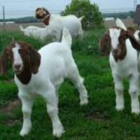 Boer Goats For Sell