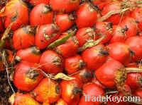 Sell palm oil