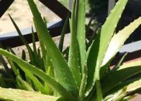 Aloe vera Gel(pure aloe vera plant extract)